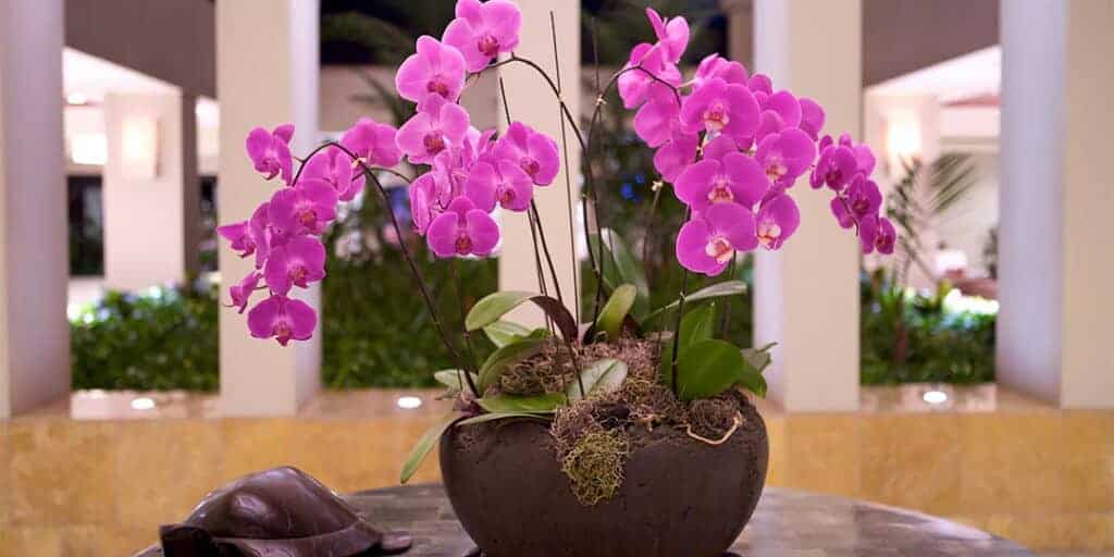 Crystal Purity office orchid flowers