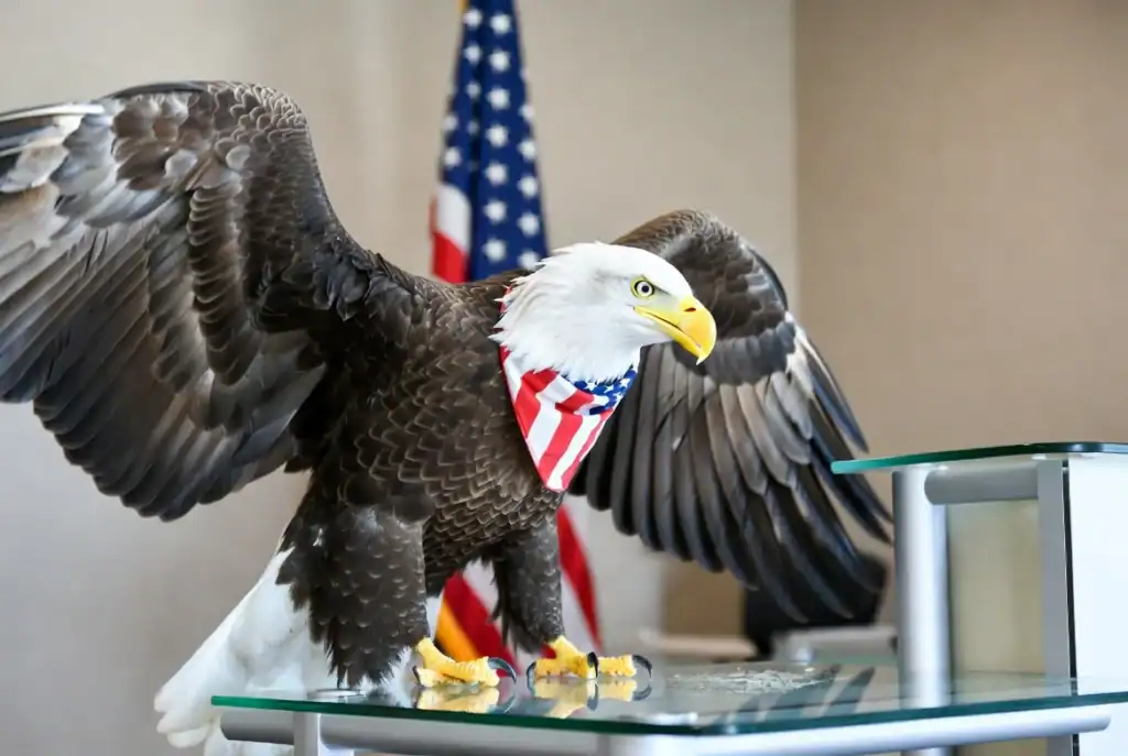 Eagle sculpture with American flag bandana on display at Crystal Purity.